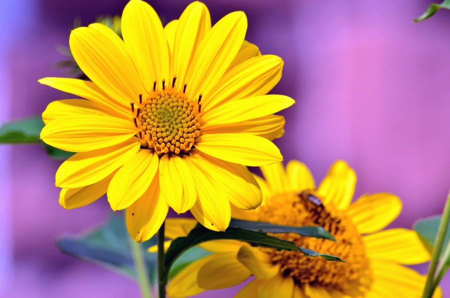 gul blomst, petal, blossom, blad, Støvvejen, anther