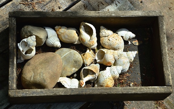 коробка, дощата, кам'яні, seashell