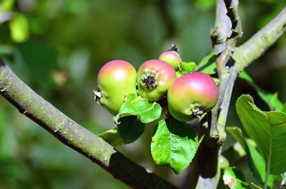 frukt, äpple, träd, gren, blad