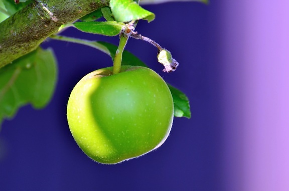 Manzana verde, árbol, rama, fruta, hoja