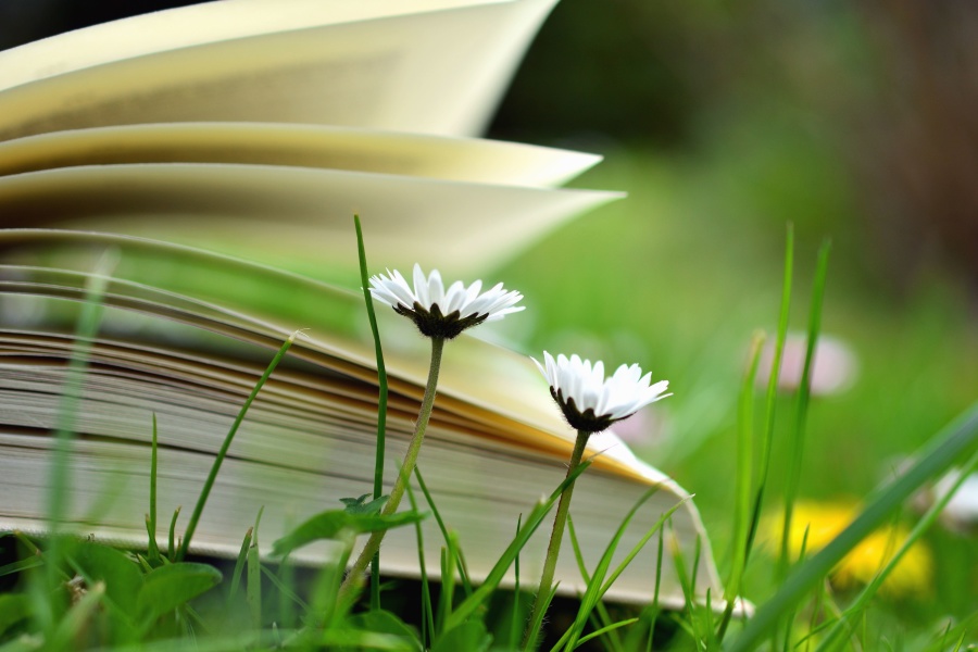 Margarita, flor, libro, hierba, lectura, aprendizaje