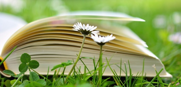 clover, daisy, flower, book, grass