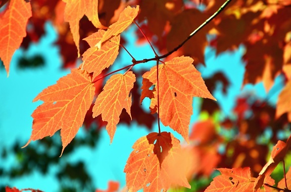 blad, herfst, boom, tak, lucht, natuur, bos
