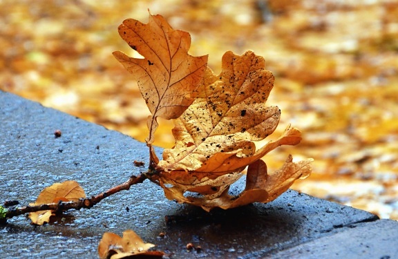 autumn, leaf, concrete, road, nature