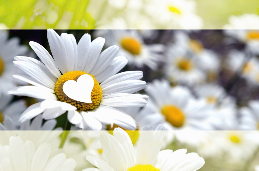 bunga, berbunga, photomontage, kelopak, padang rumput, tanaman, daisy