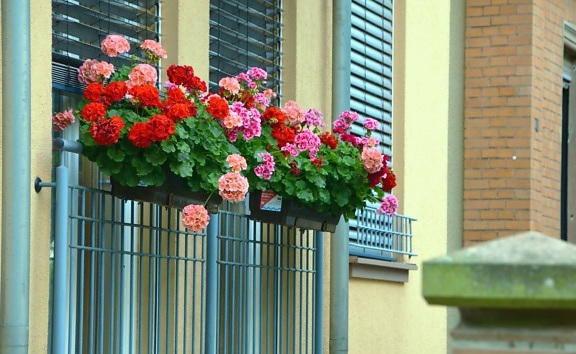 Fiore, vaso da fiori, decorazione, costruzione, architettura, mattone, parete, facciata