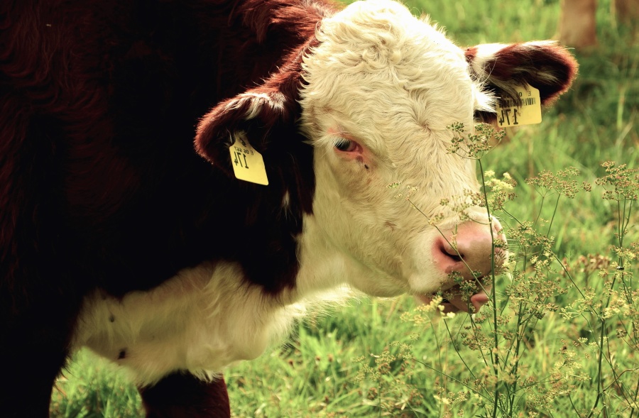 krowa, zwierzę, zwierzęta, łąka, zwierząt gospodarskich
