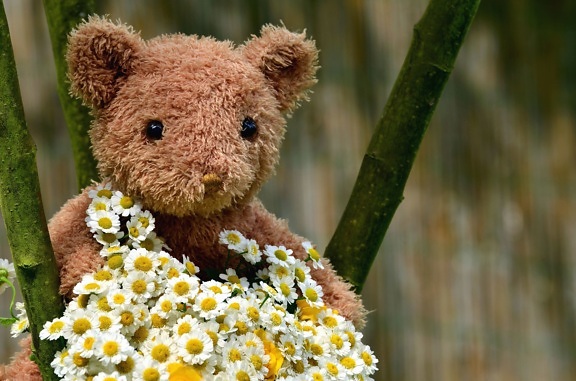 Teddybeer met speelgoed, bloem, bloemblaadje, planten