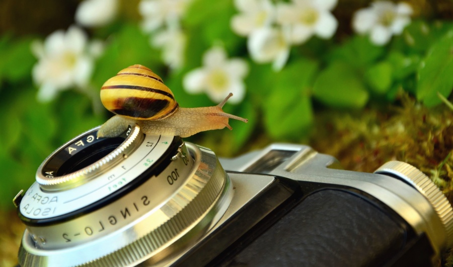photo camera, lens, snail, flower, retro, mechanism