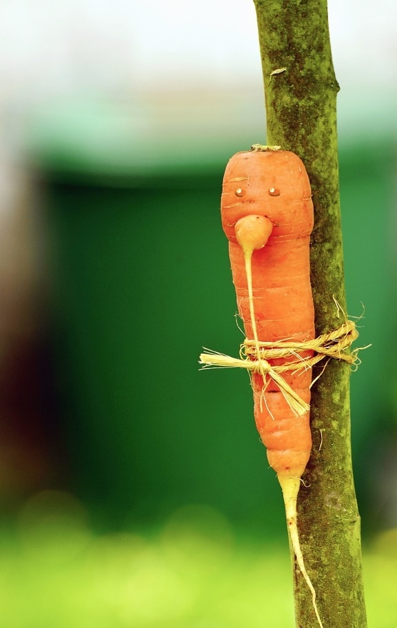 rope, carrot, branch, vegetable, tree, decoration