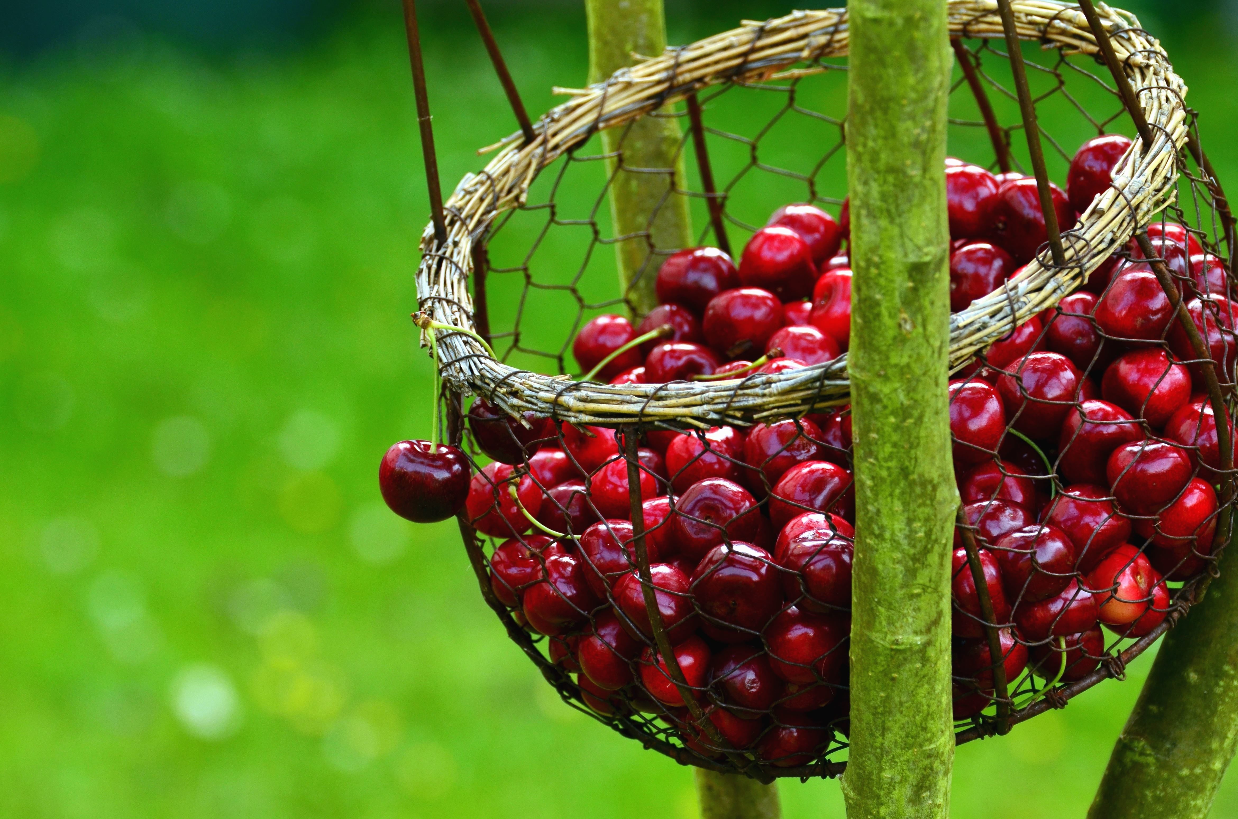 еда ягоды вишня черешня корзина природа загрузить