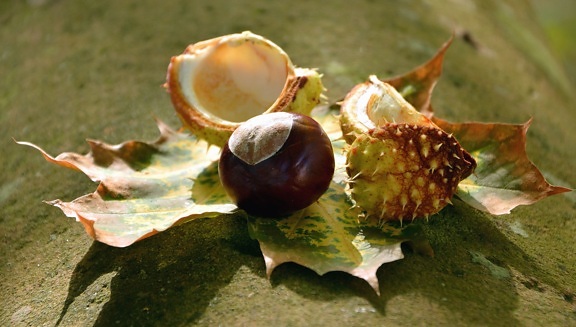 shell, chestnut, thorn, tree, autumn, leaf