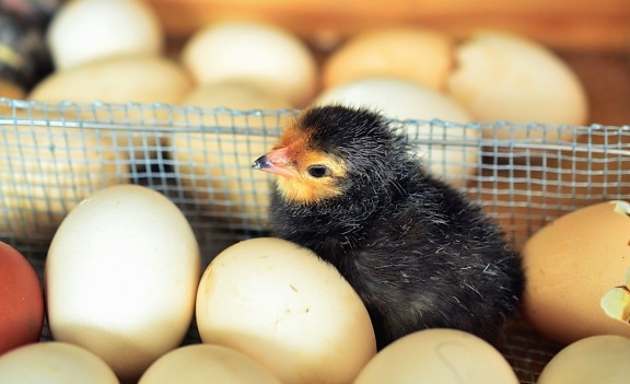 inkubátor, tojás, csirke, baromfi