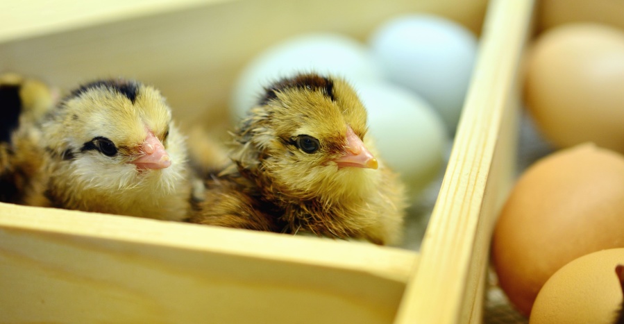 egg, barrier, box, chicken, young, plant, animal