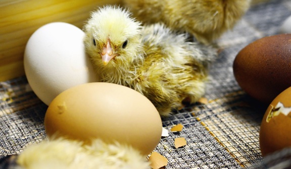 пиле, яйца, птици, пухени, млади