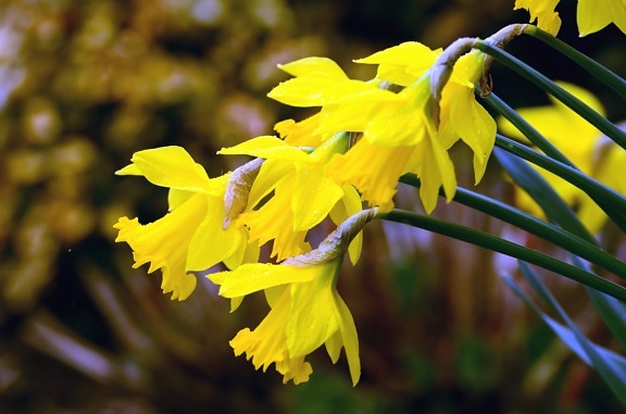 daffodil, haulm, kuning bunga, tanaman, kelopak, Taman