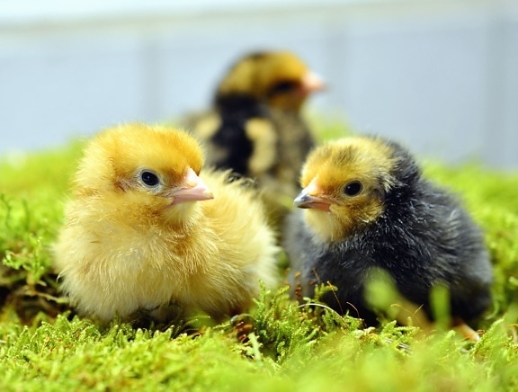 chicken, young, plant, animal
