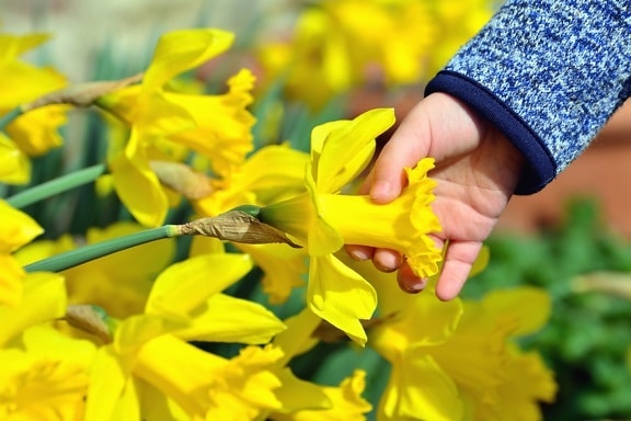 Narciso, mão, flor, jardim, pétala