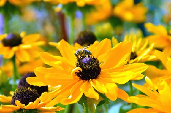bunga, lebah, penyerbukan, serbuk sari, kelopak