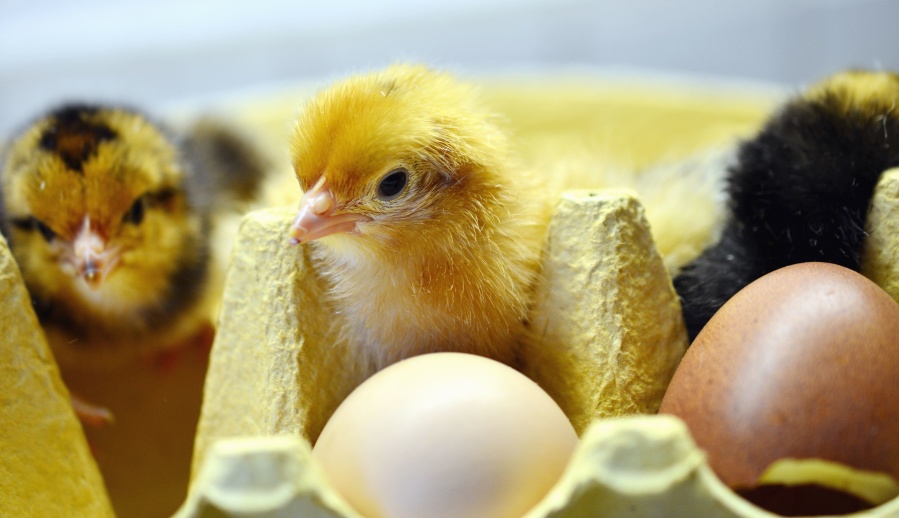 Pollo, incubadora, huevo