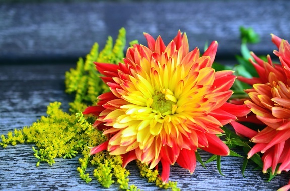 Blütenblatt, Blume, Stillleben, Pflanze, Tisch