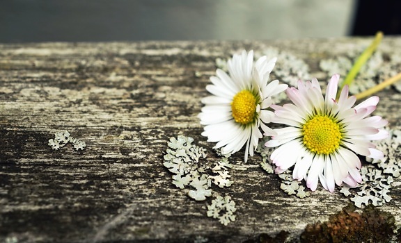 Daisy, květ, okvětní lístek, pyl, moss, dřevo