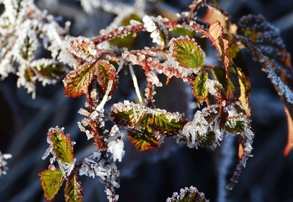 葉植物、氷、冷凍、冷たい冬