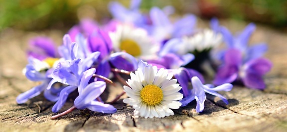 Daisy, bunga, kelopak bunga biru