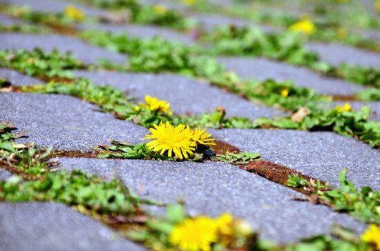 road, stone, dandelion, plant, flower, flowering