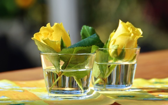 rose, glass, water, flower, petal, yellow rose