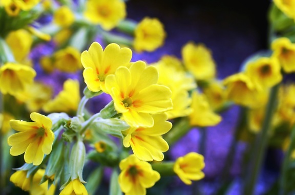 žlutý květ, okvětní lístek, mulčovač, květ, rostlin, květin