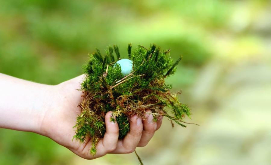 Moss, mão, que se dane, plantar, ovo, ninho