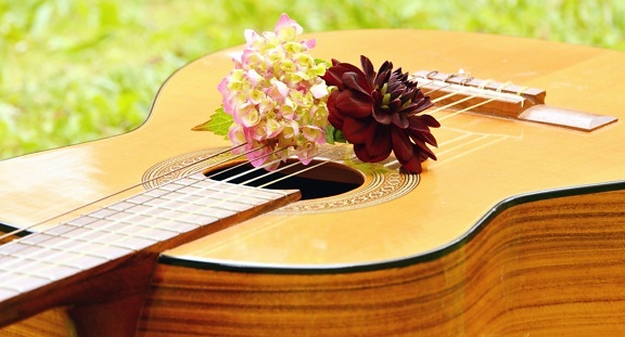 Música, instrumento musical, cuerda, guitarra, flor, pétalo