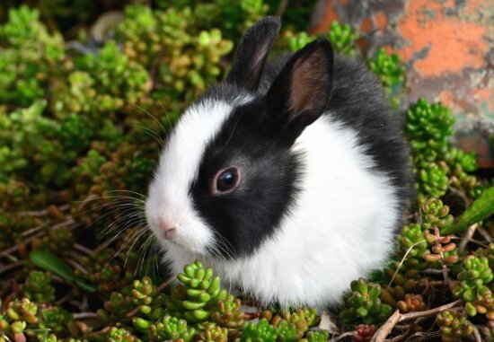 rabbit, animal, pet, grass, young