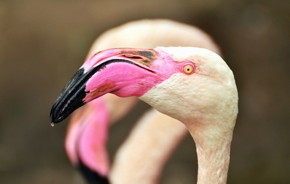 flamingo, bird, head, feather, beak, animal