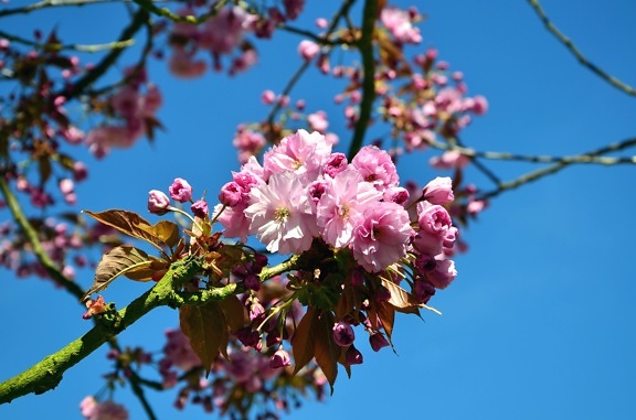 bunga, pohon, musim semi, cabang,, kelopak bunga, buah, langit