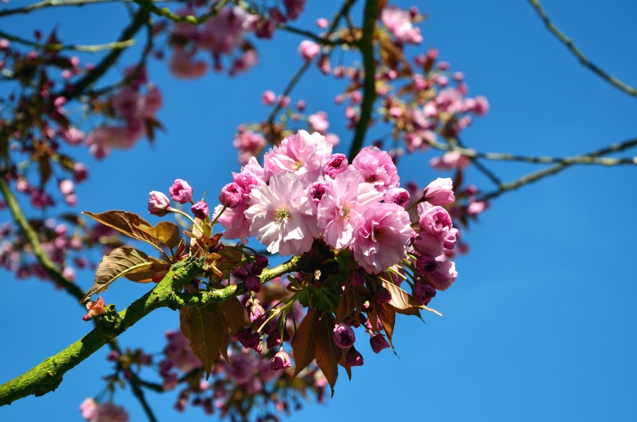 flower, tree, spring, branch,, petal, fruit, sky