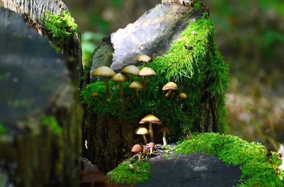 moss, mushroom, plant, forest, stump