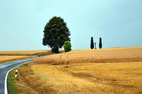Road, træ, hvede, korn, landbrug, sommer