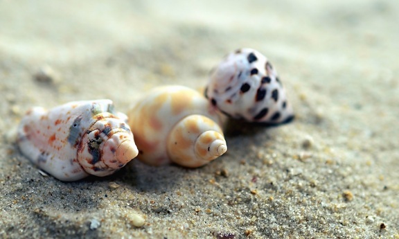 seashell, sand, beach, invertebrate, shell