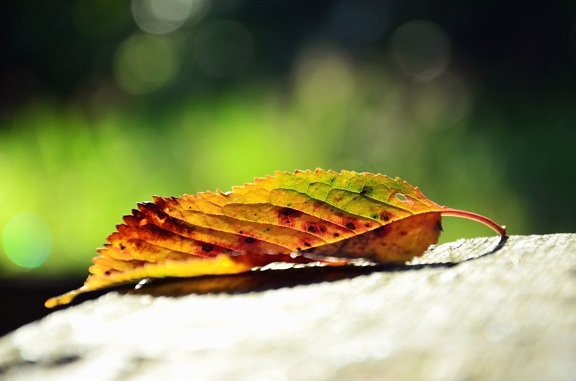 leaf, autumn, plant, tree