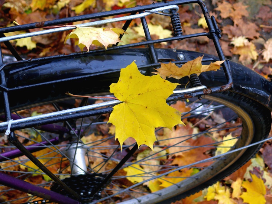 自転車、ホイール、秋、植物、木、葉
