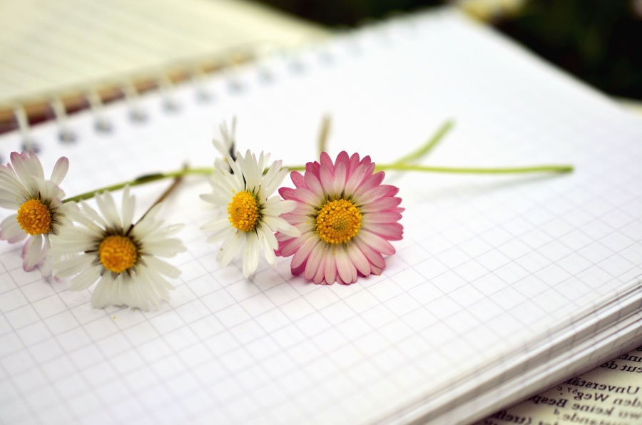 Daisy, flori, plante, petale, note