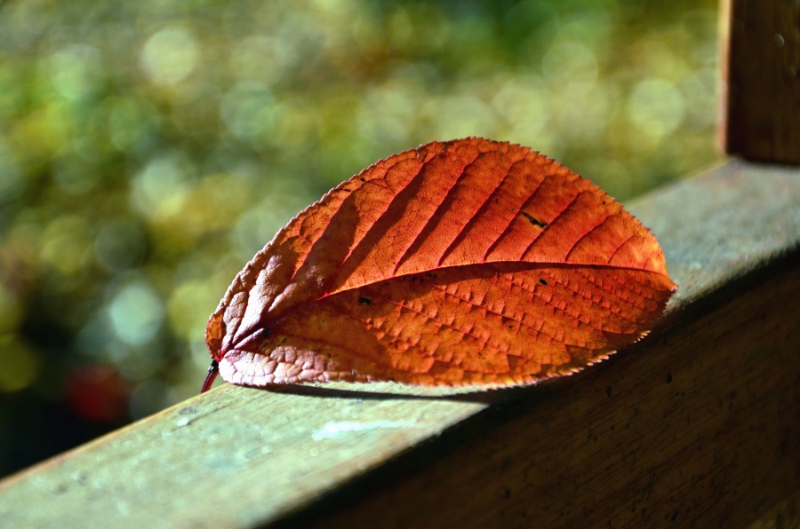 Листья На Окне Фото