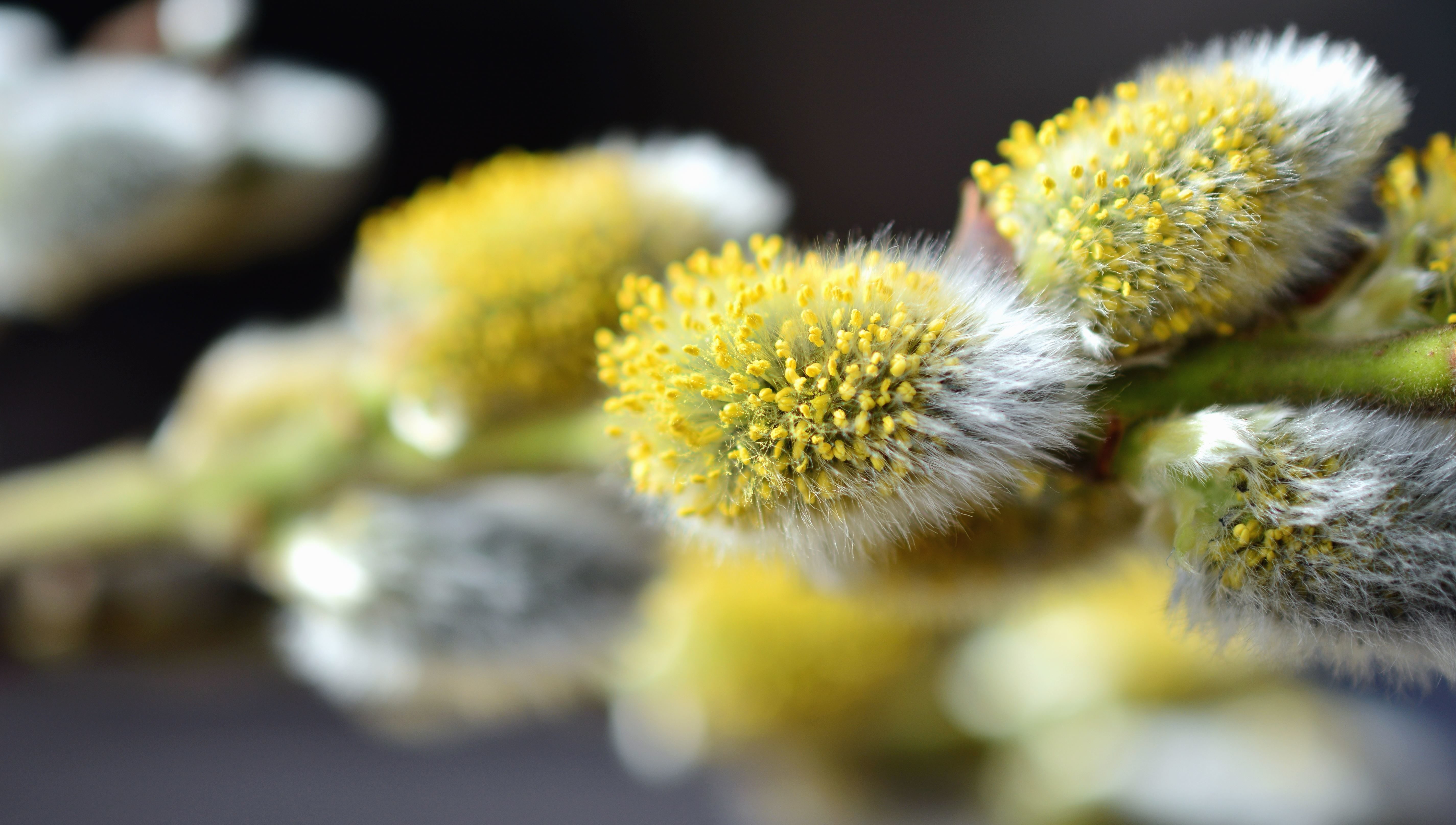 Пыльца апрель. Соцветие вербы. Верба с пыльцой. Пыльца на цветке. Бутон вербы.