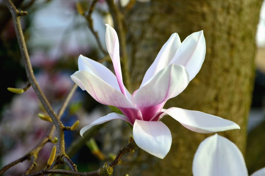 Magnolia, bloemblaadje, bloem, plant, tak