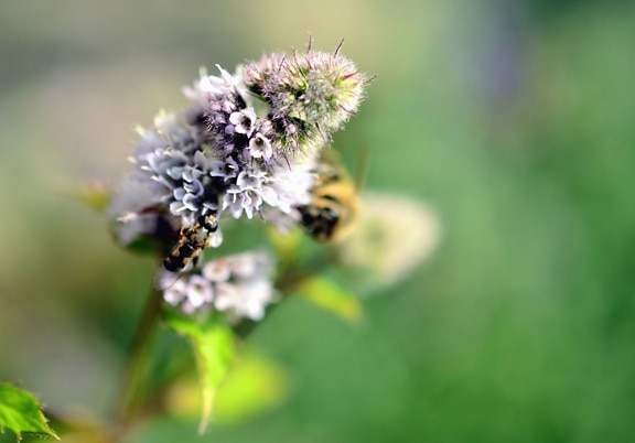 pollen, blomst, kronblad, pollinering, honning, insekt