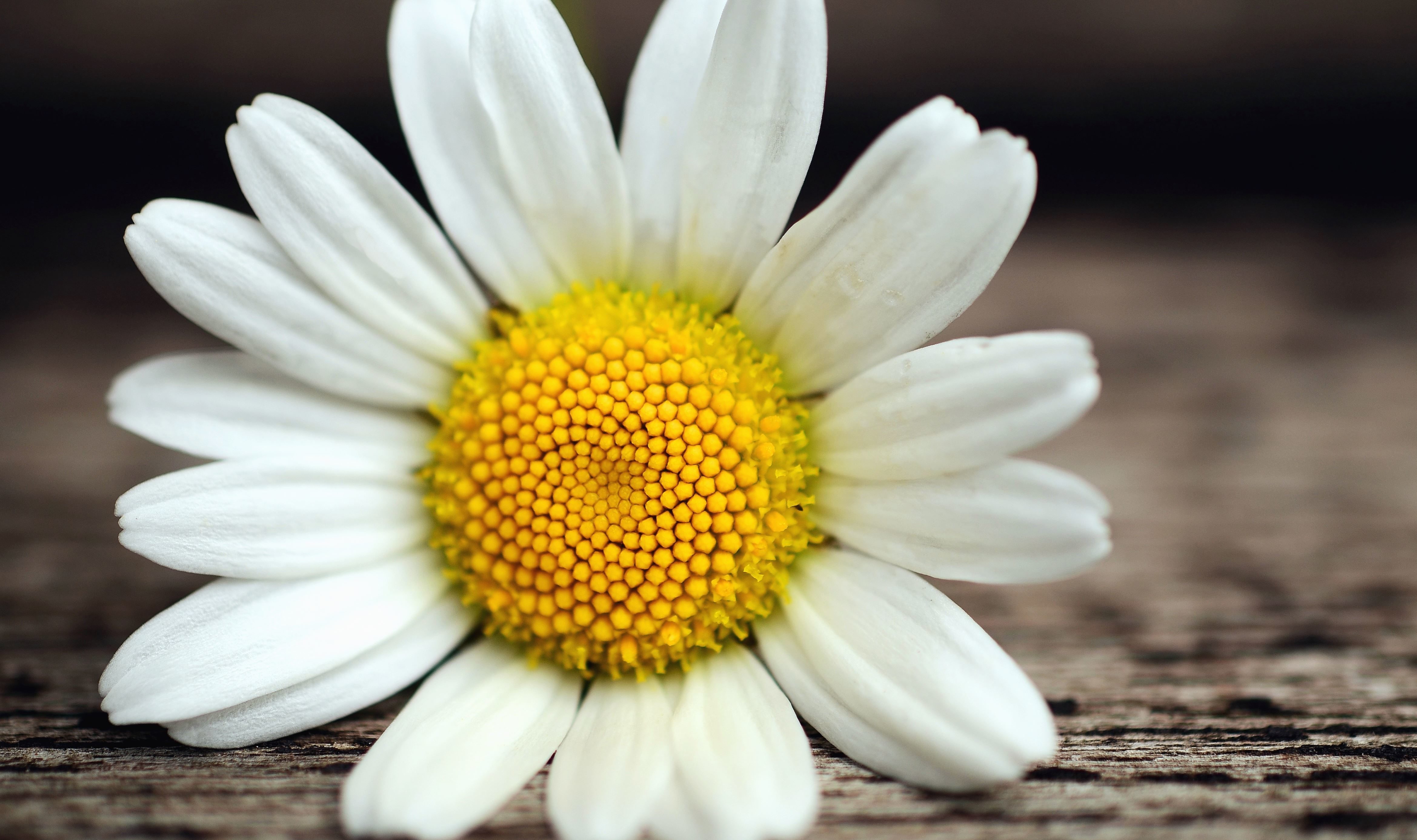 フリー写真画像 花粉 花弁 デイジー 表面 花 植物