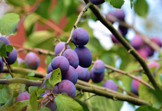 Free picture: branches, green, orchard, plum, nature, agriculture, leaf ...