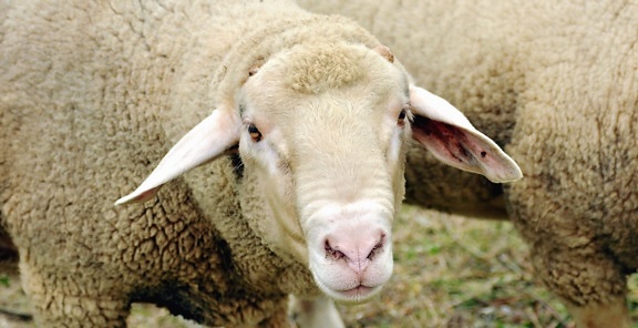 Mouton, animal, laine, tête